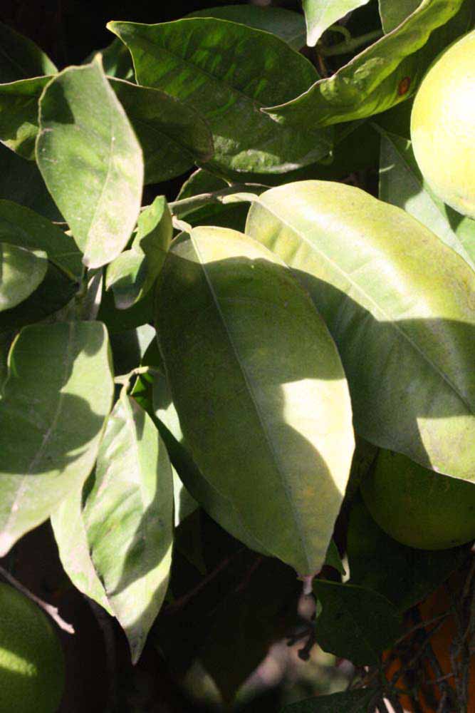            Sun leaves (Riverside, CA)   